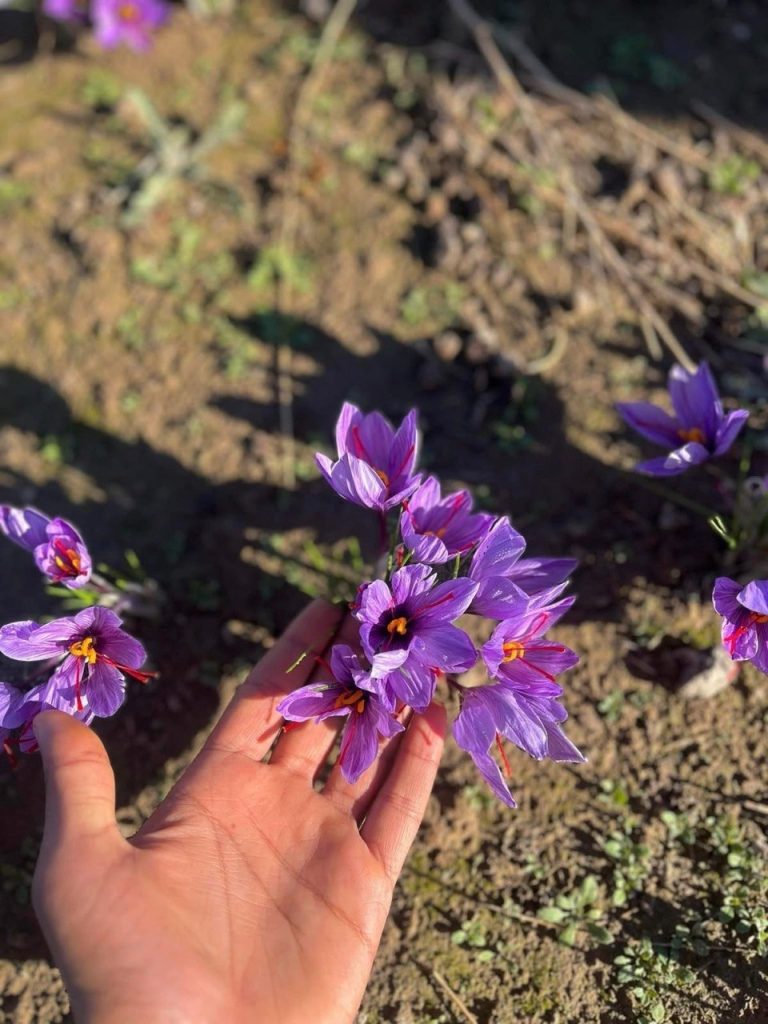The Kinetics of Extraction: An Engineering Approach to Harvesting Premium Saffron